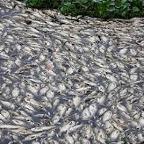 Các hóa chất trong nước thải của Formosa độc hại ra sao?31