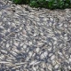 Các hóa chất trong nước thải của Formosa độc hại ra sao?31